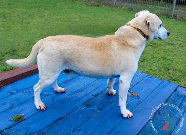 Pies do adopcji, Grudziądz, 6 września 2023 (4/5)