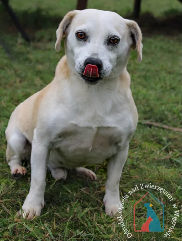 Pies do adopcji, Grudziądz, 6 września 2023 (5/5)