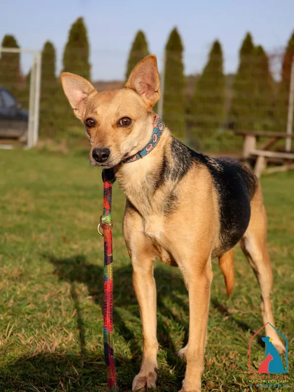 Pies do adopcji, Grudziądz, 17 sierpnia 2023 (4/5)