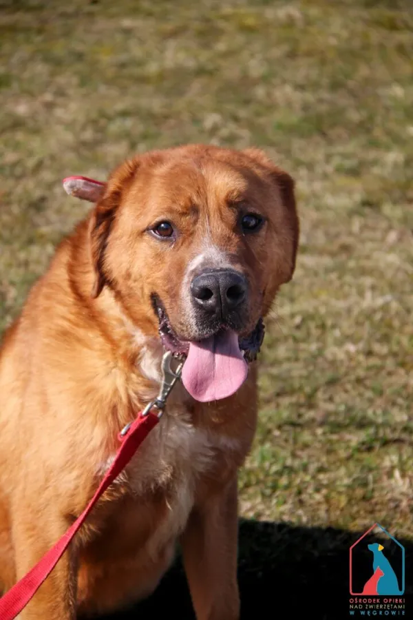 Pies do adopcji, Grudziądz, 17 sierpnia 2023 (3/5)