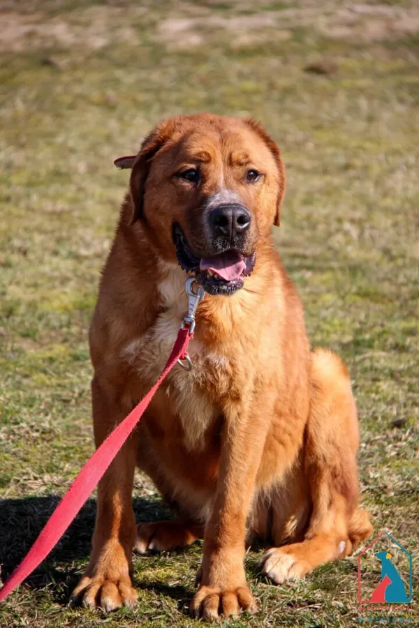 Pies do adopcji, Grudziądz, 17 sierpnia 2023 (4/5)