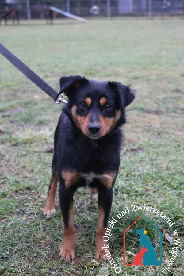 Pies do adopcji, Grudziądz, 19 grudnia 2023