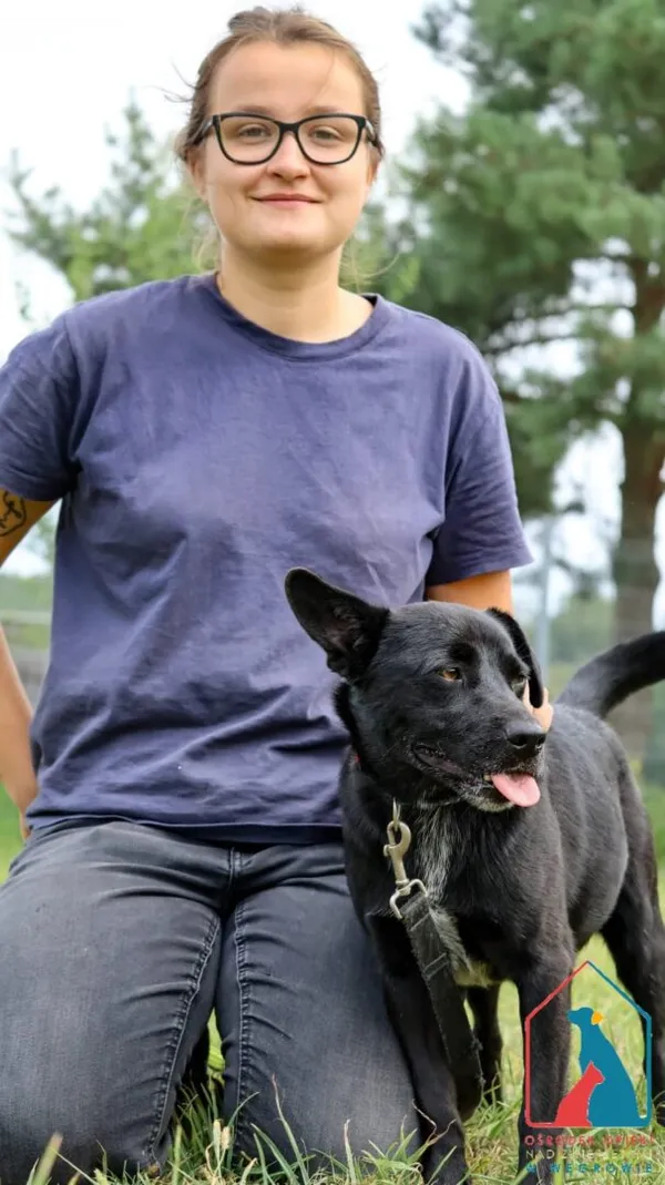 Pies do adopcji, Grudziądz, 22 września 2023 (2/5)