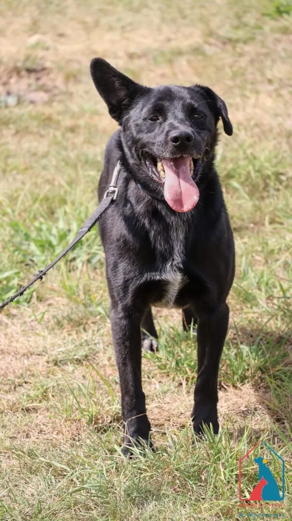 Pies do adopcji, Grudziądz, 22 września 2023 (4/5)