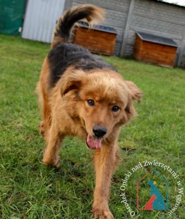 Pies do adopcji, Węgrowo, 9 sierpnia 2023 (2/5)