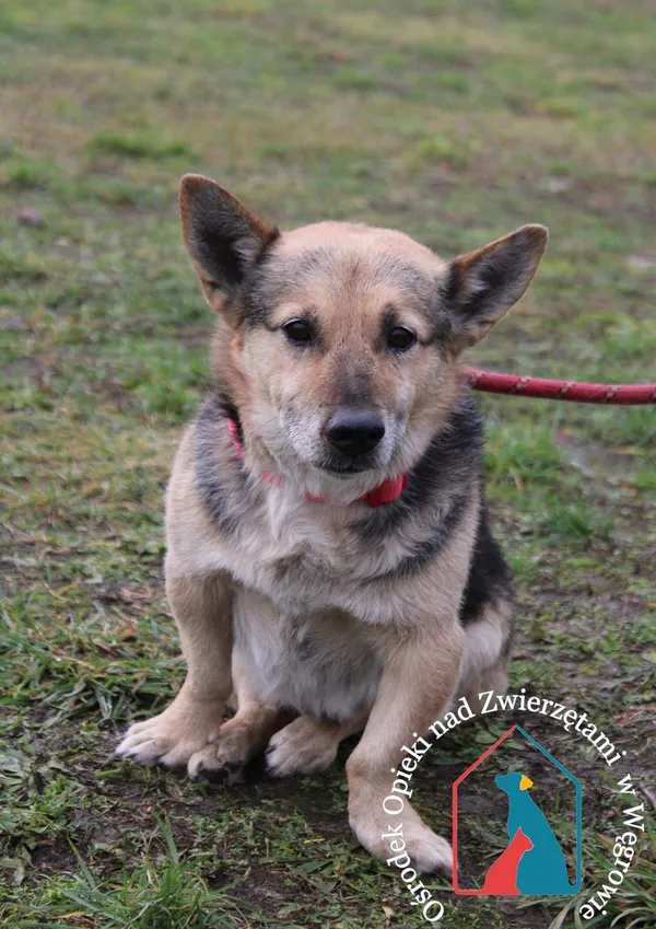Pies do adopcji, Grudziądz, 22 grudnia 2023