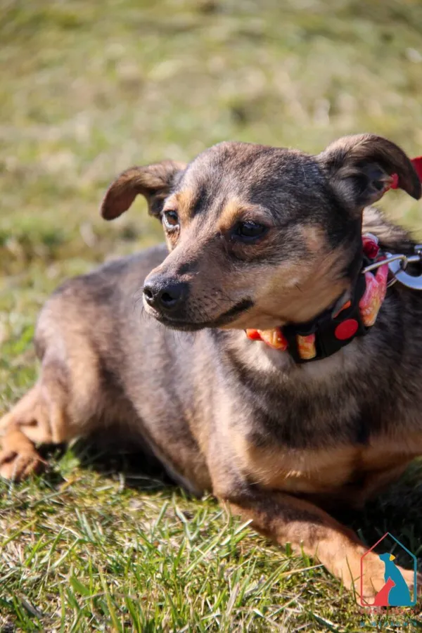Pies do adopcji, Grudziądz, 11 września 2023 (2/5)
