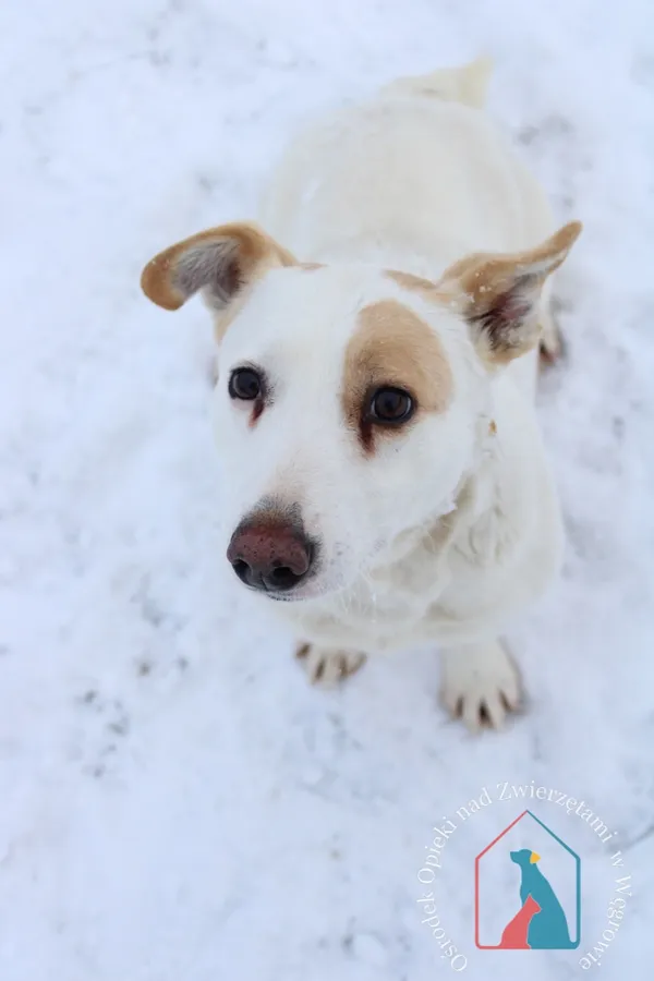 Pies do adopcji, Grudziądz, 13 października 2023 (5/5)