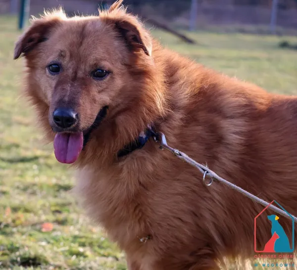 Pies do adopcji, Grudziądz, 15 września 2023 (1/5)