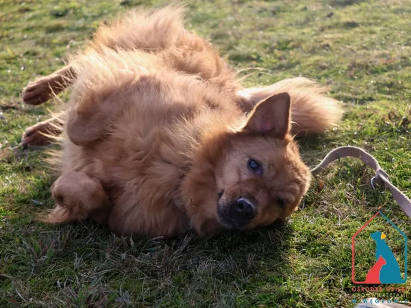 Pies do adopcji, Grudziądz, 15 września 2023 (3/5)