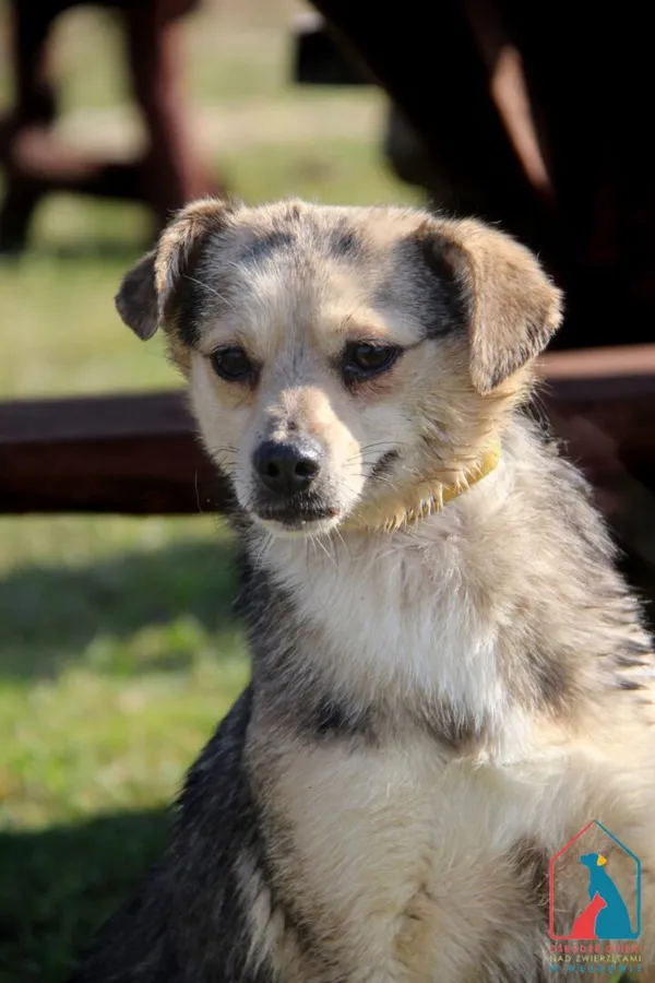 Pies do adopcji, Grudziądz, 19 września 2023 (1/5)