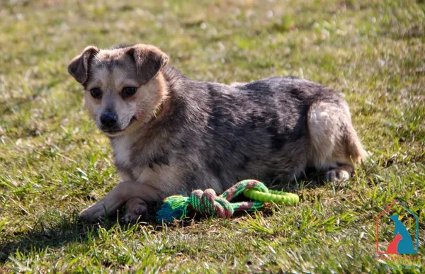 Pies do adopcji, Grudziądz, 19 września 2023 (2/5)