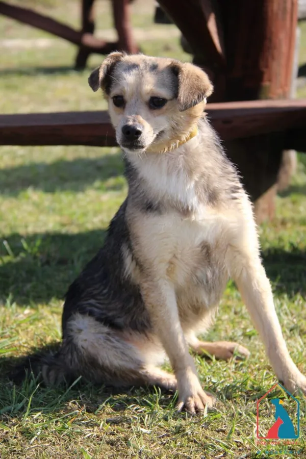 Pies do adopcji, Grudziądz, 19 września 2023 (3/5)