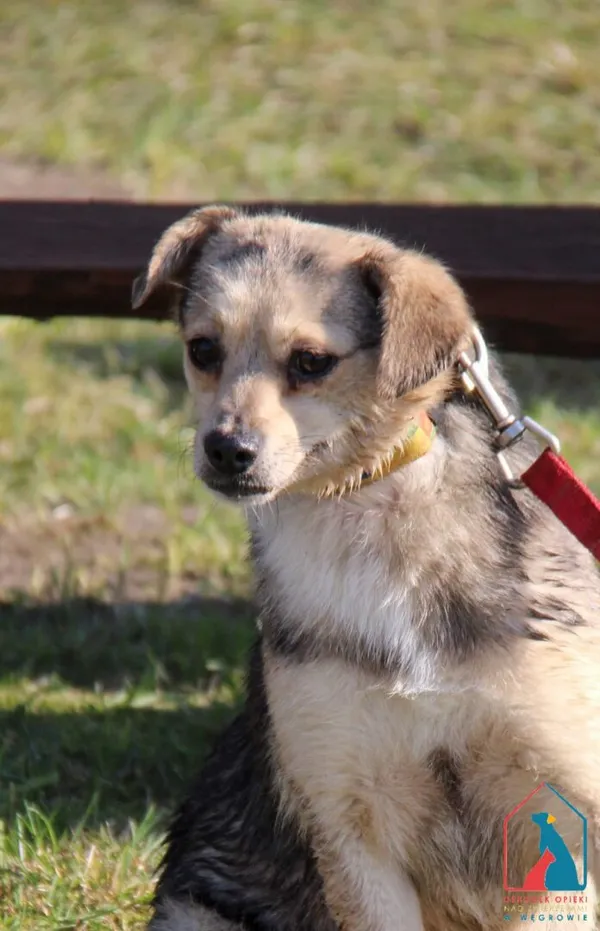 Pies do adopcji, Grudziądz, 19 września 2023 (5/5)