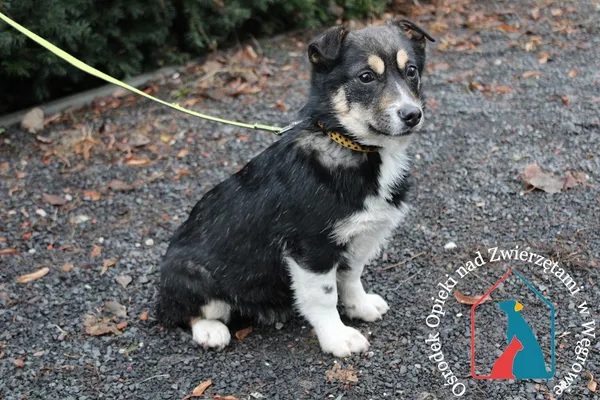 Pies do adopcji, Grudziądz, 13 grudnia 2023