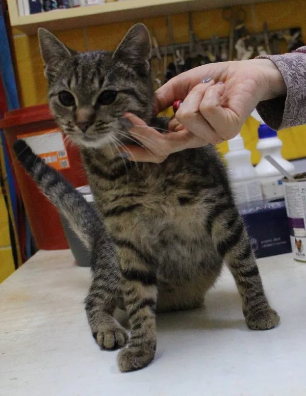 Znaleziono kota, Łódź, 23 grudnia 2023 (2/3)