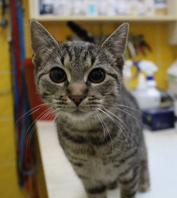 Znaleziono kota, Łódź, 23 grudnia 2023 (3/3)