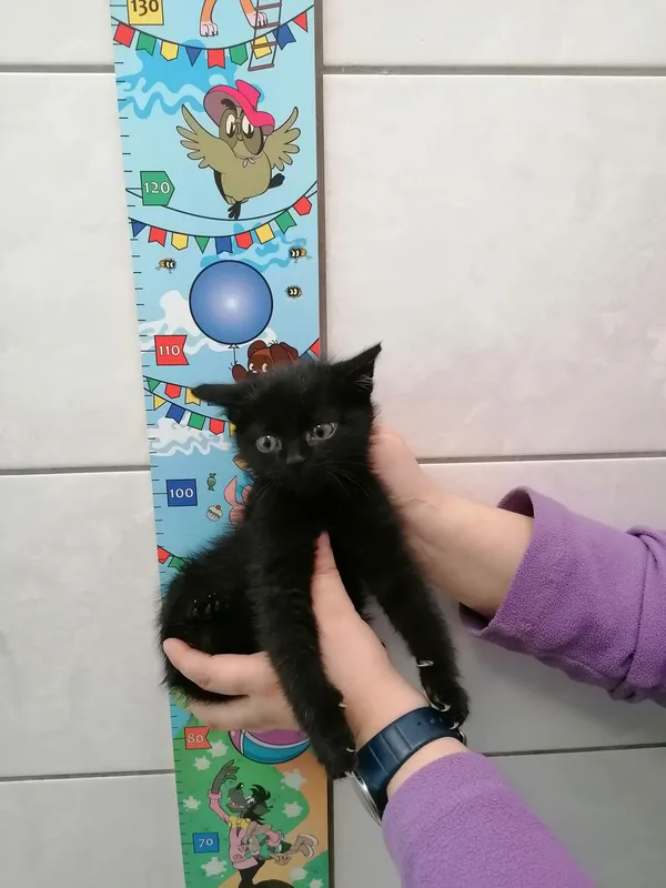 Kot do adopcji, Kielce, 24 grudnia 2023