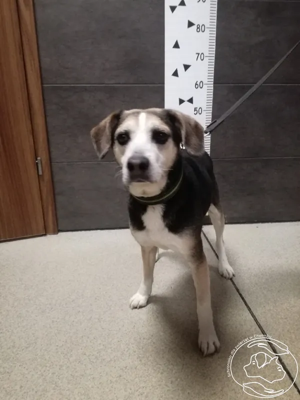 Znaleziono psa, Chełmek, 22 grudnia 2023