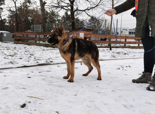 Znaleziono psa, Puławy, 21 grudnia 2023