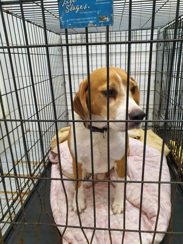 Znaleziono psa, Sosnowiec, 21 grudnia 2023