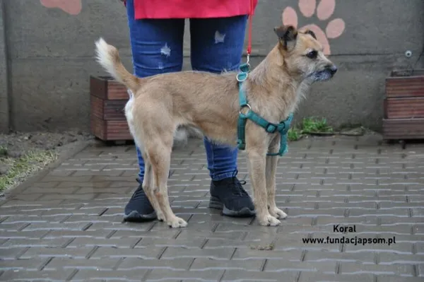 Pies do adopcji, Nowy Dwór Mazowiecki, 26 grudnia 2023 (2/5)