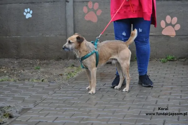 Pies do adopcji, Nowy Dwór Mazowiecki, 26 grudnia 2023 (5/5)