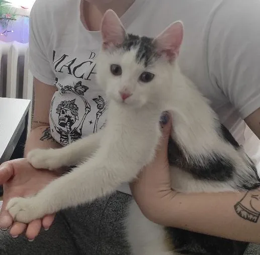 Znaleziono kota, Rzeszów, Generała Władysława Andersa, 27 grudnia 2023 (1/2)