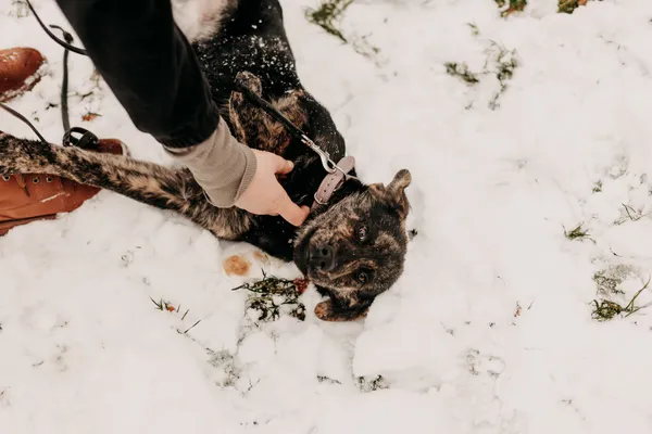 Pies do adopcji, Czartki, 27 grudnia 2023 (1/5)