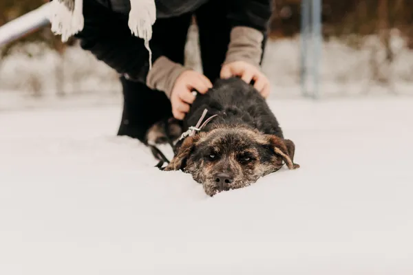 Pies do adopcji, Czartki, 27 grudnia 2023 (4/5)