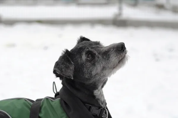 Pies do adopcji, Olsztyn, 9 grudnia 2023 (1/5)