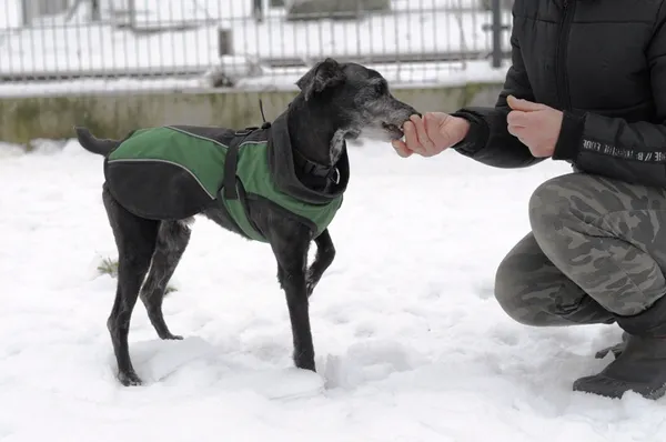 Pies do adopcji, Olsztyn, 9 grudnia 2023 (2/5)