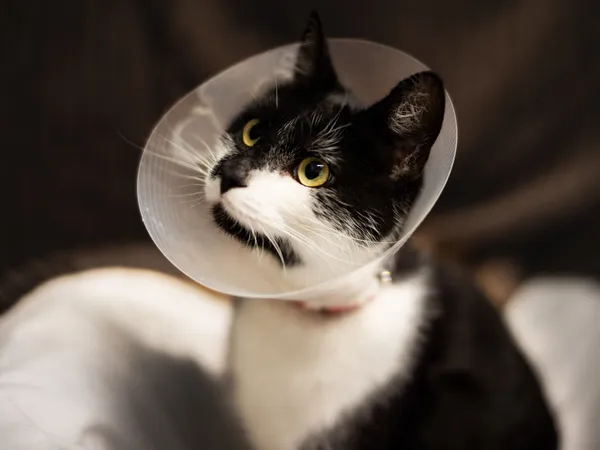 Znaleziono kota, Sosnowiec, 23 grudnia 2023 (3/5)