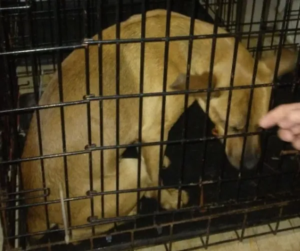 Znaleziono psa, Radom, 24 grudnia 2023