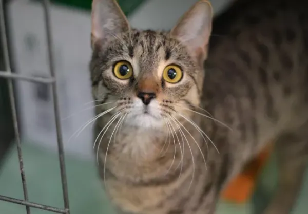 Znaleziono kota, Warszawa, 27 grudnia 2023 (1/5)