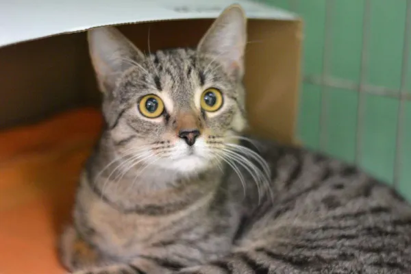 Znaleziono kota, Warszawa, 27 grudnia 2023 (4/5)