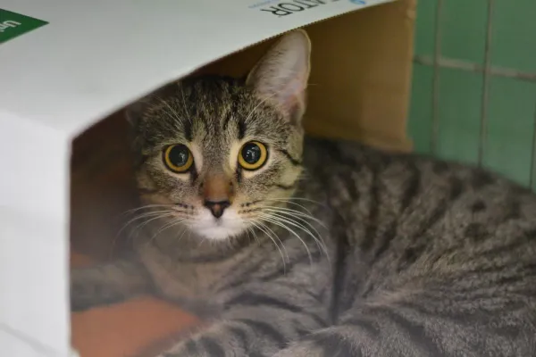 Znaleziono kota, Warszawa, 27 grudnia 2023 (5/5)