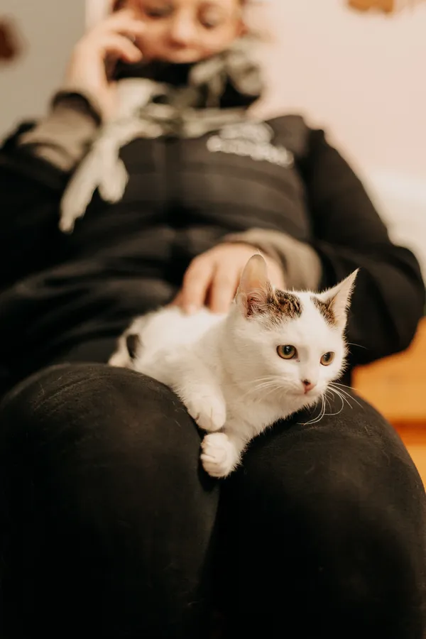 Kot do adopcji, Czartki, 27 grudnia 2023 (4/5)