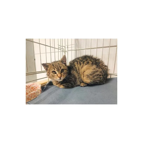 Znaleziono kota, Białystok, 26 grudnia 2023 (1/2)