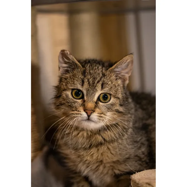 Znaleziono kota, Białystok, 26 grudnia 2023 (2/2)