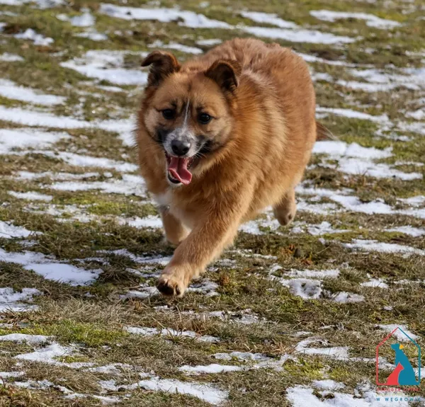 Pies do adopcji, Grudziądz, 13 grudnia 2023 (3/5)