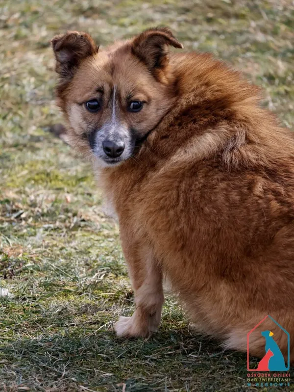 Pies do adopcji, Grudziądz, 13 grudnia 2023 (5/5)