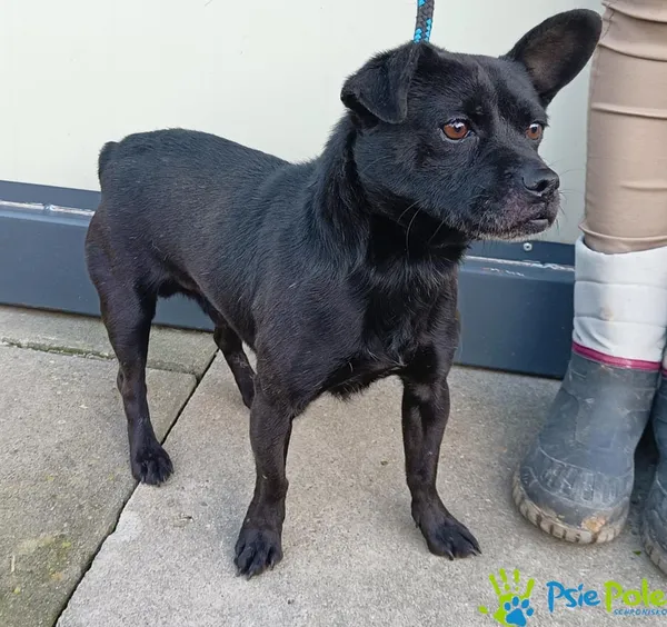 Pies do adopcji, Racławice, 22 grudnia 2023 (1/5)