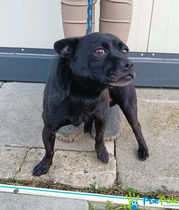 Pies do adopcji, Racławice, 22 grudnia 2023 (2/5)
