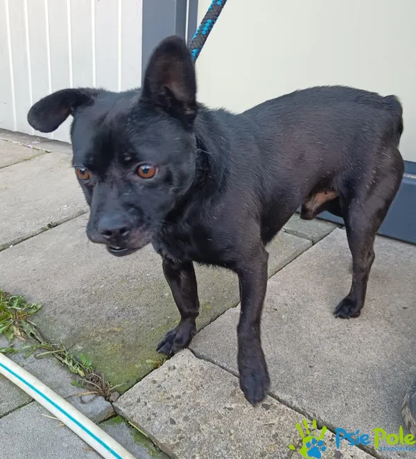 Pies do adopcji, Racławice, 22 grudnia 2023 (4/5)