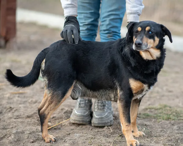 Pies do adopcji, Racławice, 21 grudnia 2023 (2/5)