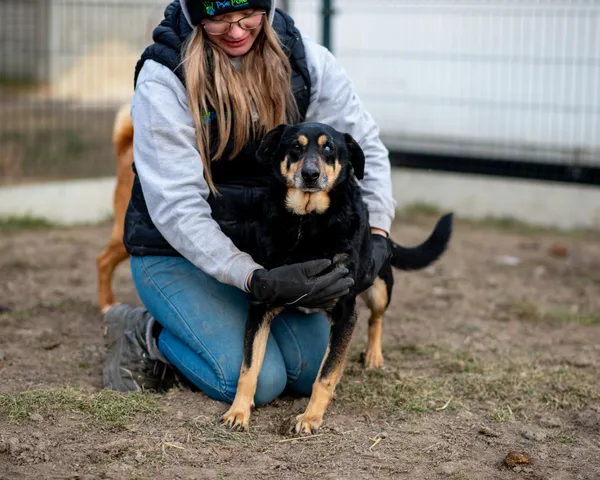 Pies do adopcji, Racławice, 21 grudnia 2023 (3/5)