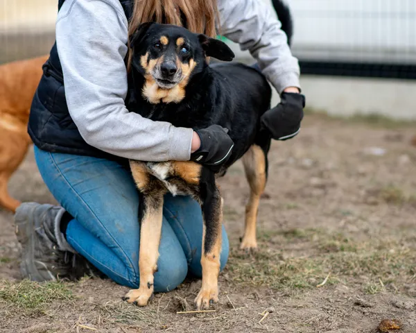 Pies do adopcji, Racławice, 21 grudnia 2023 (4/5)