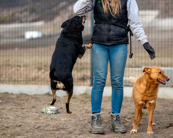 Pies do adopcji, Racławice, 21 grudnia 2023 (5/5)