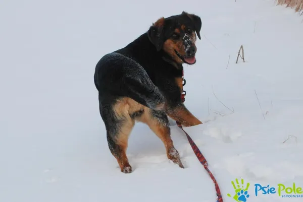 Pies do adopcji, Racławice, 27 grudnia 2023 (2/5)